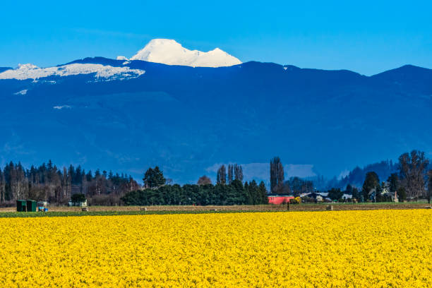 istock Yellow Daffodils Flowers Mount Baker Skagit Valley Washington State 2205541530