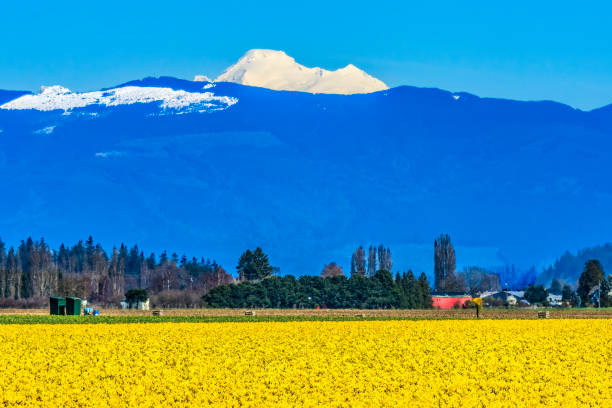 Looking across Boundary Bay from Centennial Beach, with an international boundary marker and Mount Baker in Washington State in the distance.