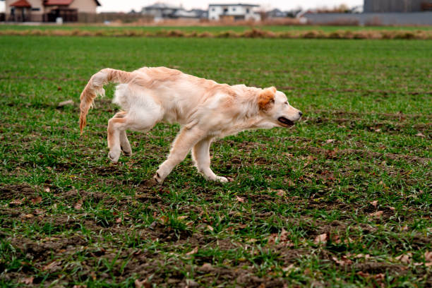 Happy young golden retriever dog running