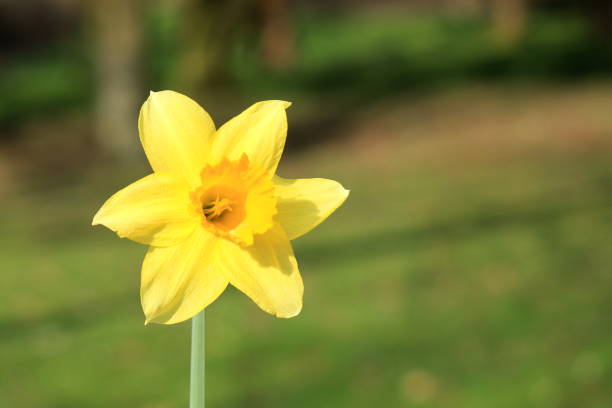 Daffodil is bulb-forming plant in the amaryllis family, widely cultivated for its showy, trumpet-like flowers, which emerge in the spring. The daffodil’s popularity has resulted in the production of many varieties; in addition to the classic yellow form, the trumpet and petals may themselves be of contrasting yellow, white, pink, or orange.