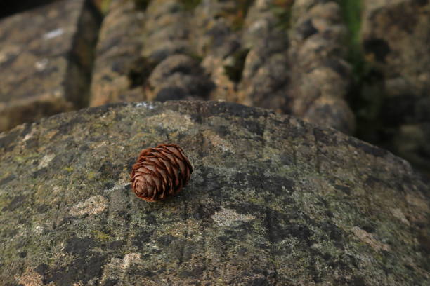 Close up view of a very small, brown pinecone, an early springtime faller from a tree.