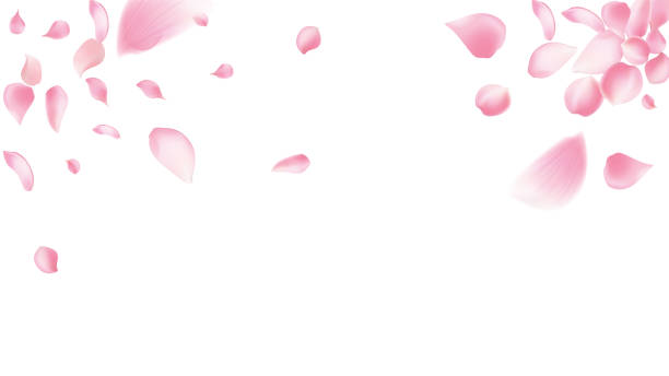istock Rose petals or sakura flying petals, romantic background with realistic pink cherry flower petals flow or falling motion. Love, romance, floral spring season,cherry blossom 2205546893