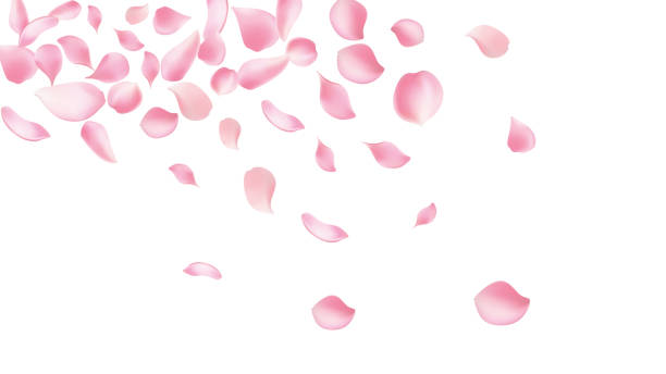 istock Rose petals or sakura flying petals, romantic background with realistic pink cherry flower petals flow or falling motion. Love, romance, floral spring season,cherry blossom 2205547085