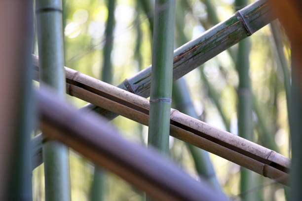 istock Bamboo grove, bamboo forest at Arashiyama 2205547443
