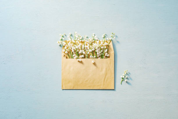 Lilies of the valley clustered inside a postal envelope on blue wooden surface