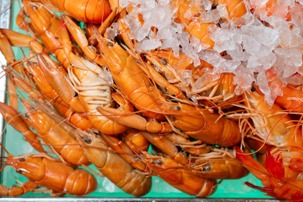 Scampi on ice. Norway lobsters