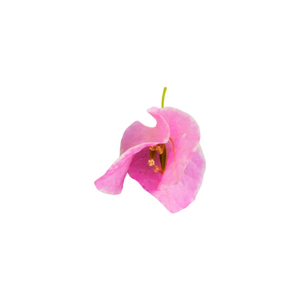 Single Isolated pink thai bougainvillea flower