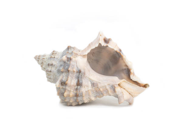 Natural shell collection: snail shells in various colors