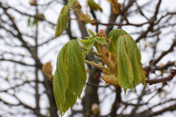 a horse chestnut bud developing in spring