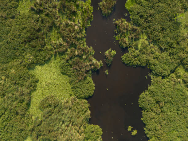 istock Lush green wetlands with winding waterways at midday sunlight 2205555108