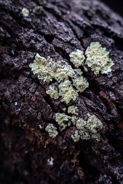istock Close-up of a tree trunk 2205555188