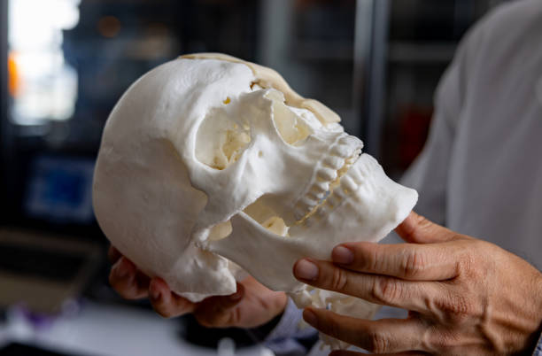 istock 3D designer looking at a skull prosthetic at a laboratory 2205555470