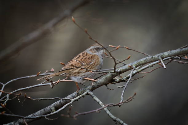 istock Prunella modularis aka dunnock hidden in the tree. 2205556178