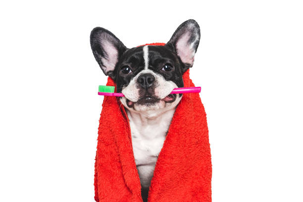 istock Cute puppy, red towel and toothbrush. Studio shot 2205559669