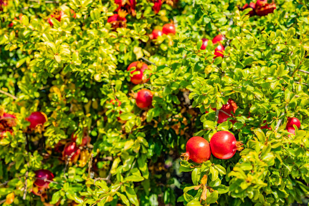 pomegranate on a green pomegranate bush