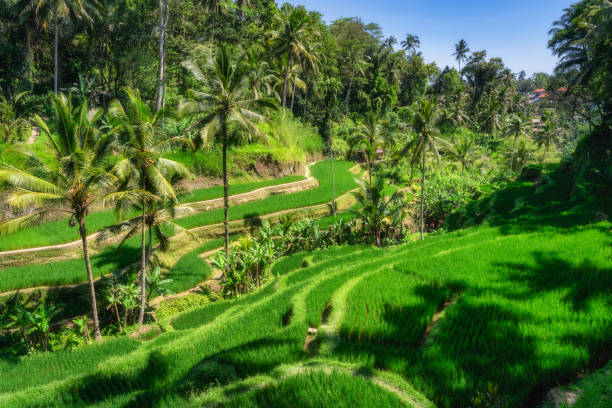 istock Breathtaking Lush Green Terraced Rice Fields Surrounded by Tall Palm Trees, Perfect for Nature Lovers 2205562067