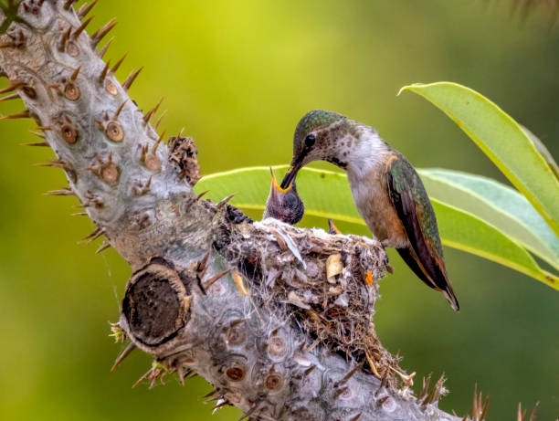 istock Female Hummingbird Feeding Nestling in Thorny Tree Nest 2205566005