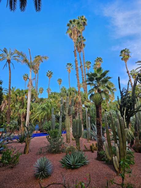 istock Botanical garden in Marrakesh 2205566225