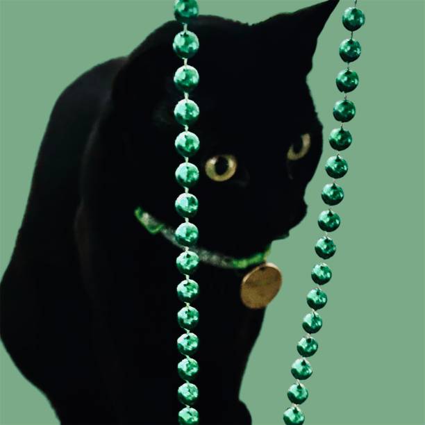 A curious two-year old female black cat with a green and white shamrock collar and a gold non identifying round medal ponders the meaning of St. Patrick’s Day on March 17 as she looks at her petsitter through green necklace beads - in front of a lime green background in her Hoboken, New Jersey apartment.