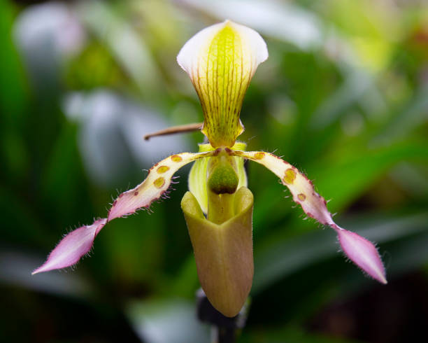 istock Pink and Green Rare Orchid Close up 2205567661