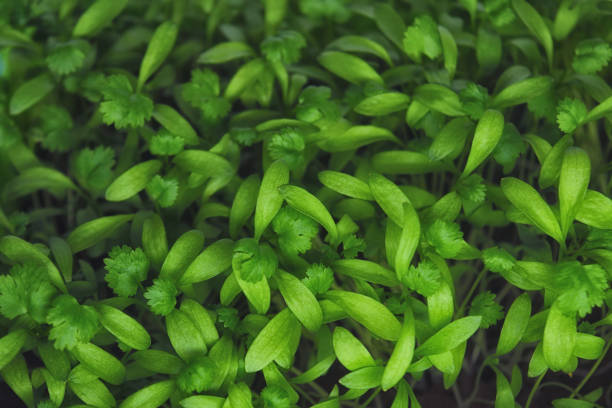 Close-up of cilantro (coriander) seedlings sprouting as microgreens.