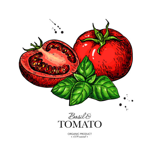 Tomato with basil leaves vector drawing. Whole and sliced tomatoes with basil branch sketch. Hand drawn food illustration. Vegetable and herb flavor ingredients. Package design element, label, and banner.