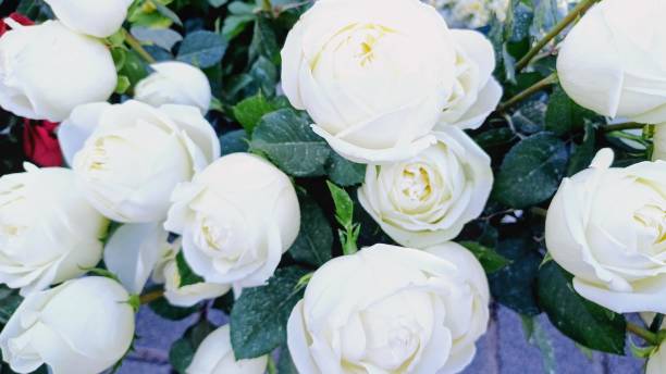 istock Fresh fragrant white roses in flower shop. Backgrounds 2205571164