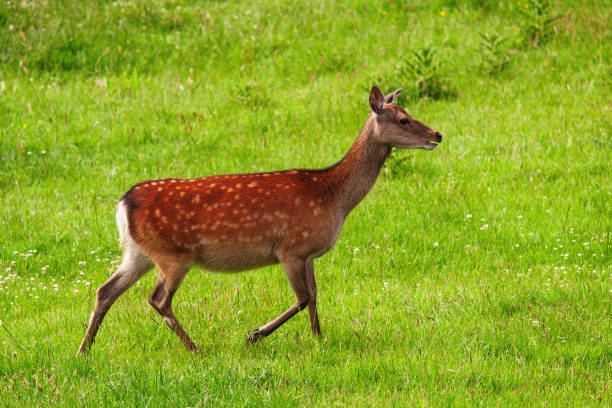 istock spotted deer walking through green grass in a natural habitat 2205572917