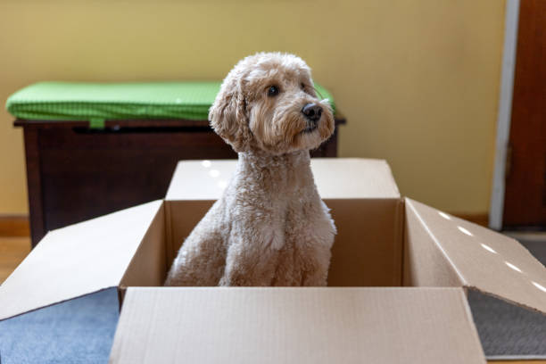 istock Home Delivery for Goldendoodle Puppy 2205573796