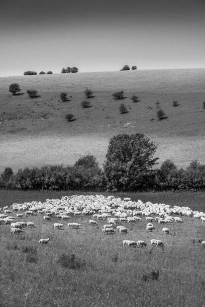 black and white photograph flock of about 200 sheep running across a field on a sunny day, side view and blue sky, sussex, England, Britian, copy space around the sheep
