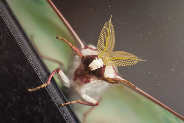 Butterfly specimen