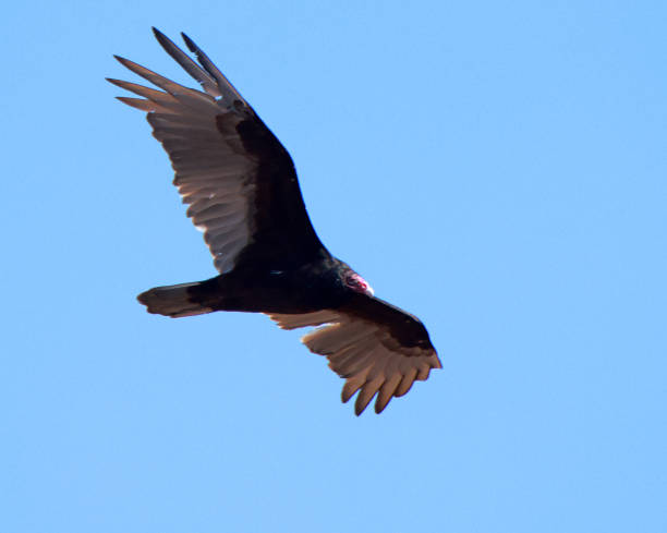 istock One Turkey Vulture flying with wings spread against a blue sky 2205576275