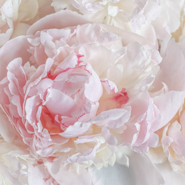 istock White pink peony petals. Soft focus. Abstract floral background for holiday design 2205578697