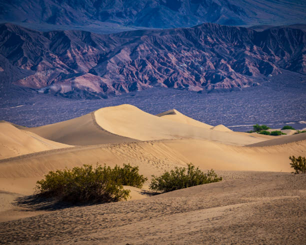 istock Mesquite Flat Sand Dunes Death Valley 2205578787