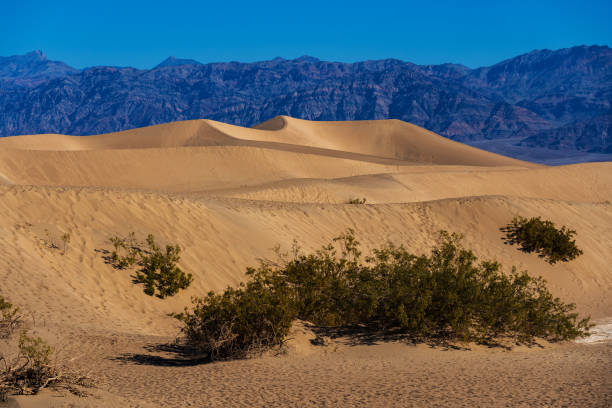 istock Mesquite Flat Sand Dunes Death Valley 2205578795