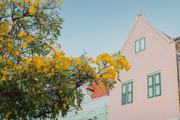 Close up view of pastel color colonial building facades and tropical tree with yellow flowers at the foreground.