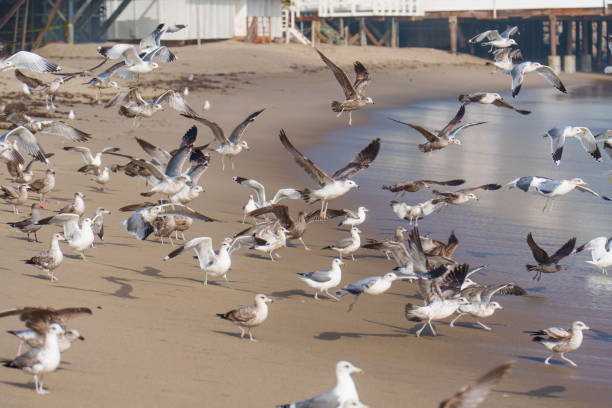 Lively scene of seagulls flying and foraging along the sandy beach in Malibu, capturing the essence of coastal wildlife in a sunny environment.