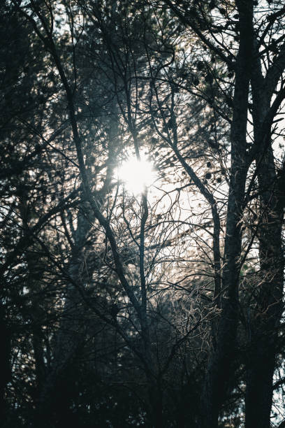 istock Sunlight filtering through branches in a tranquil forest during early morning hours 2205580496