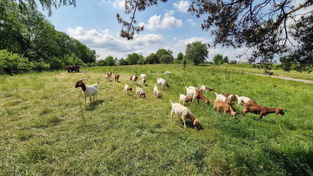 istock Goats on a green meadow 2205581195