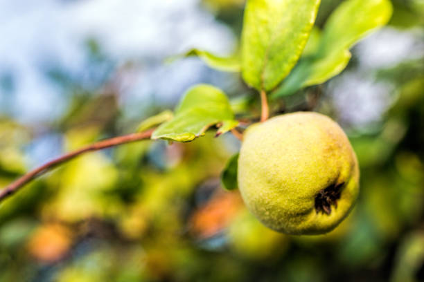 Close-up view of a wild quince fruit hanging casually from a tree branch.