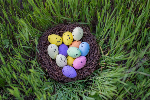 Free Stock Photo of Birds Nest Filled With Colored Eggs on Green Grass ...
