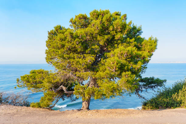 Solitary pine tree stands majestically on the edge of a cliff, overlooking the serene waters of the Pacific Ocean in Palos Verdes Estates, California, under clear blue skies.