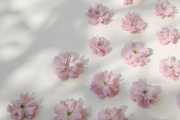 Springtime floral composition. Pink Japanese cherry blossoms, sakura flowers on white table background sunlight. Branches shadows overlay. Flat lay, top view. Selective focus, blurred, copy space.