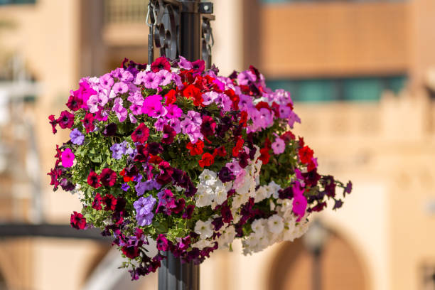 istock Ipomoea aka Morning Glory in Doha, Qatar 2205585024
