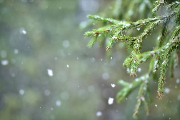 Falling snow on a blurred background with a view of spruce branches. Snow lies on the branches of spruce trees.
