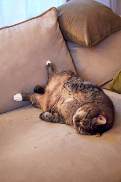 brown fat cat sleeping on her back on beige couch