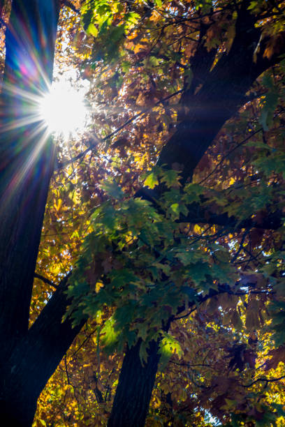 Afternoon sun shining through Fall leaves.