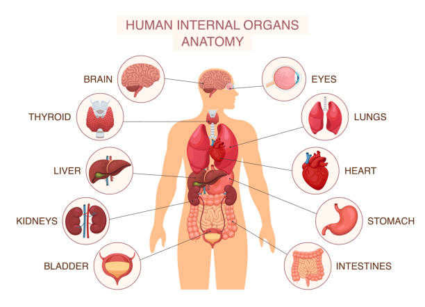 istock Human body internal organs. Infographic poster with liver and kidneys, brain and eye, lungs and heart. Anatomy system diagram with names isolated. Vector illustration 2205586131