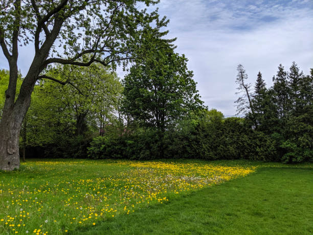 Serene Meadow with Blossoming Dandelions and Green Trees