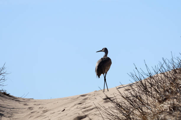 A sandhill crane looking out over the dunes in Cape Cod, Massaging